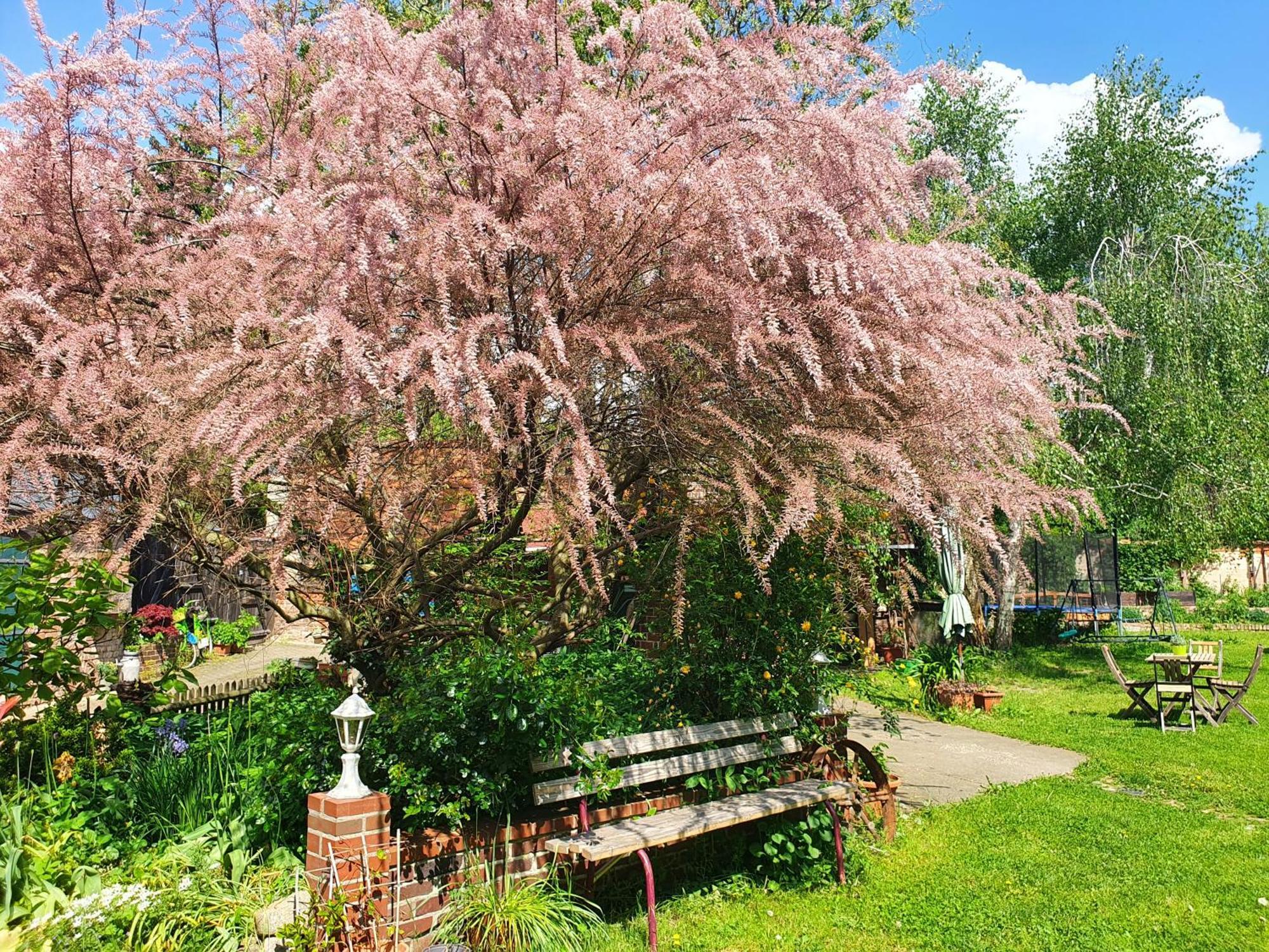 Ferienhof Gruene Kuh Elsteraue Экстерьер фото