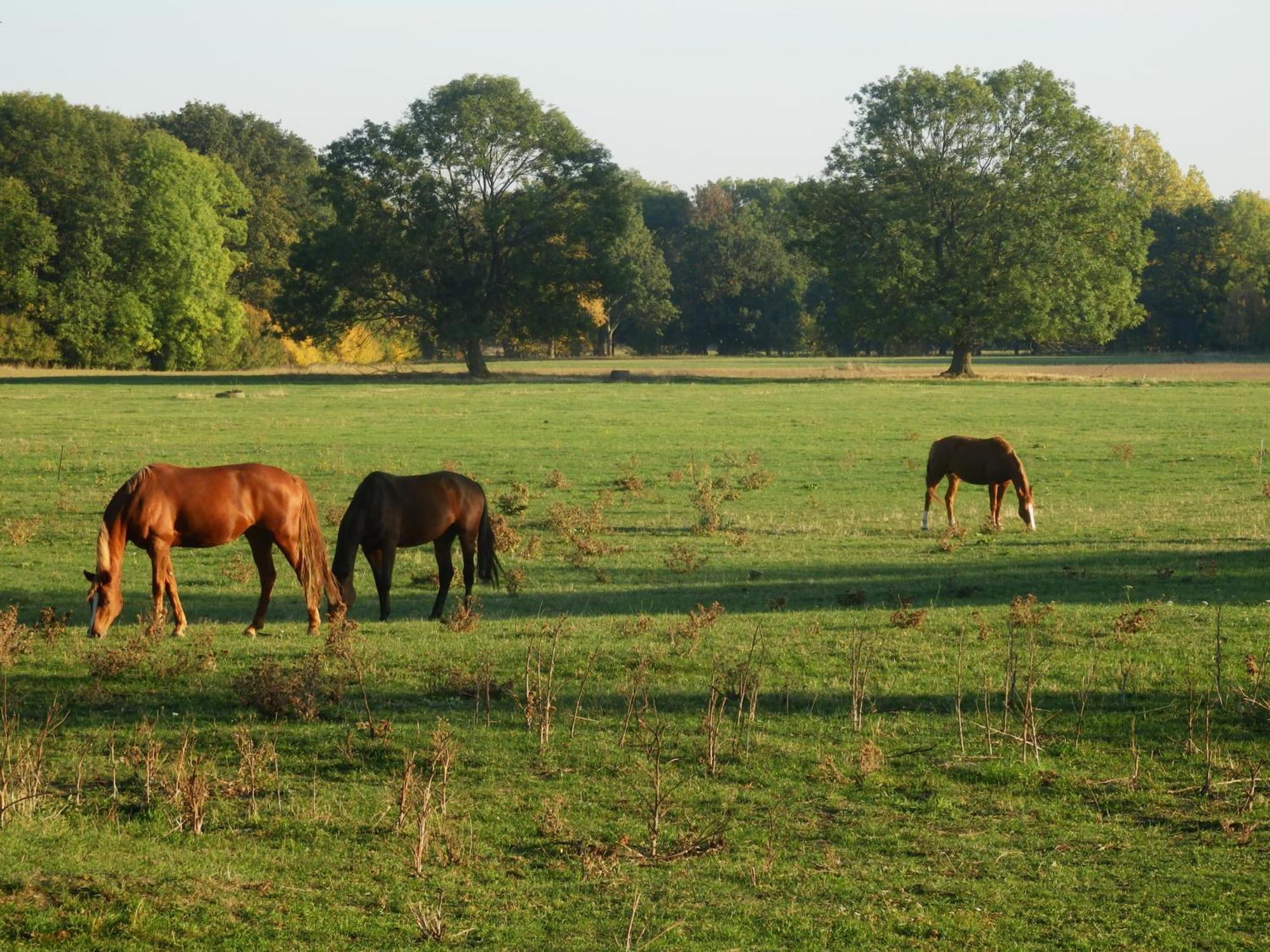 Ferienhof Gruene Kuh Elsteraue Экстерьер фото